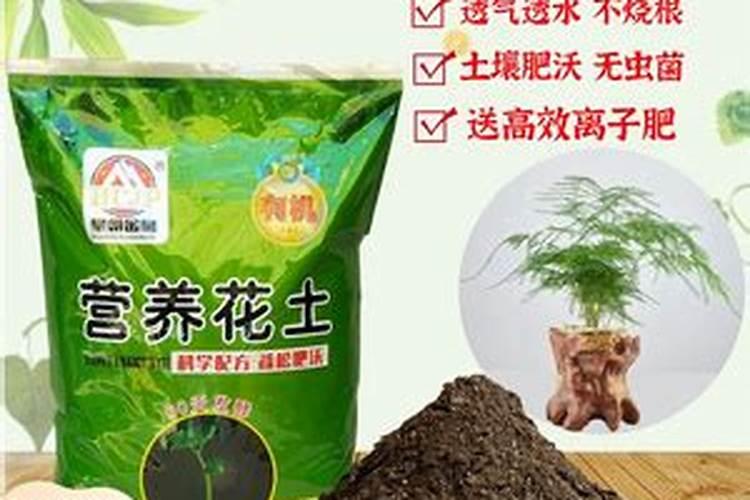 竹子怎么养才能更旺盛