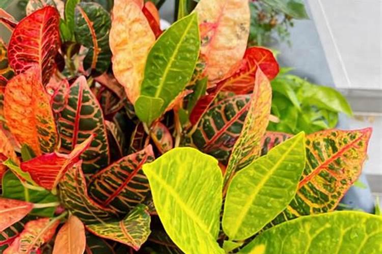 磷肥氮肥钾肥各使用于哪些植物？？