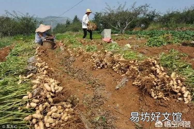 多效唑可以和叶面肥混用吗？ 30%已唑·醚菌酯 白粉病、锈病专业克星百 ...