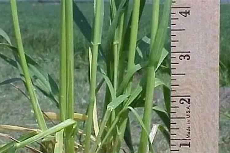 注意!小麦拔节期“3做2不做”