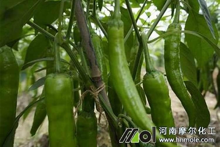 辣椒结果期冲施什么肥料好？辣椒挂果期施什么肥料好？