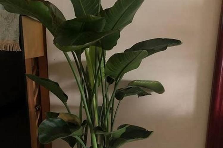 天堂鸟绿植怎么养 ,学会养护技巧,叶片肥绿窜老高