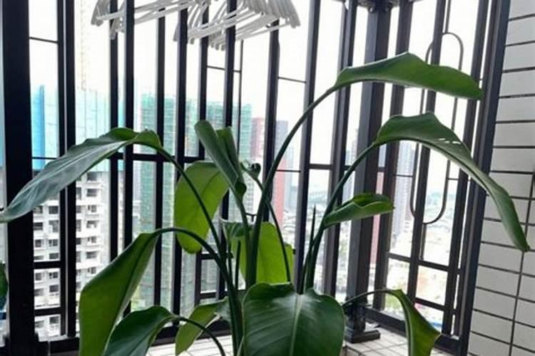 天堂鸟怎么养才能更旺盛,做好4点,越长越大,还能开花