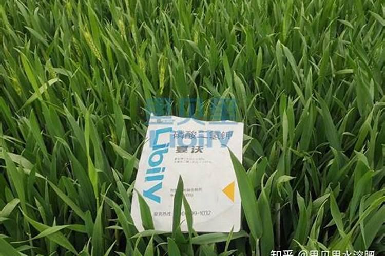 黑龙江省禾森二娃子叶面肥咋样