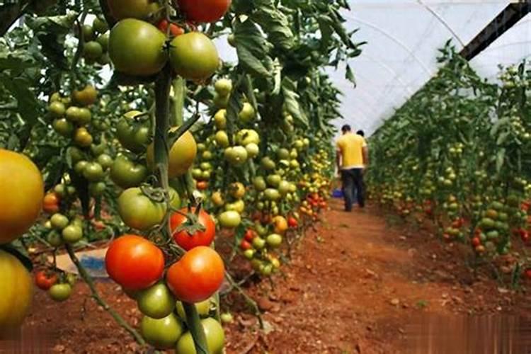 磷钾肥选什么肥料好