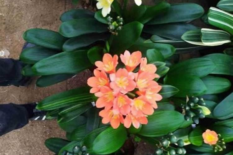 请问,绿萝喜欢碱性肥料还是酸性肥料