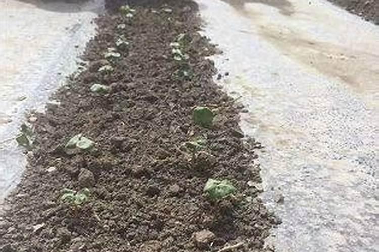 硼肥对于作物生长发育有什么影响