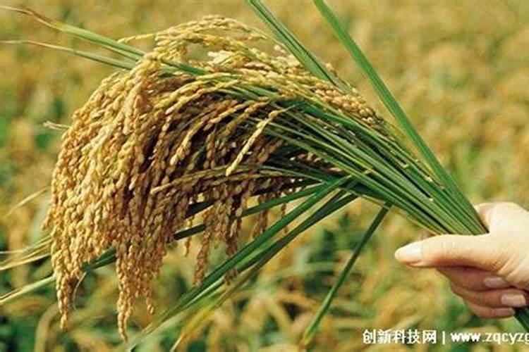 东北适合种植什么品种水稻