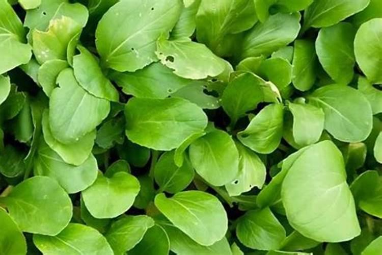 芹菜追肥用什么肥料好