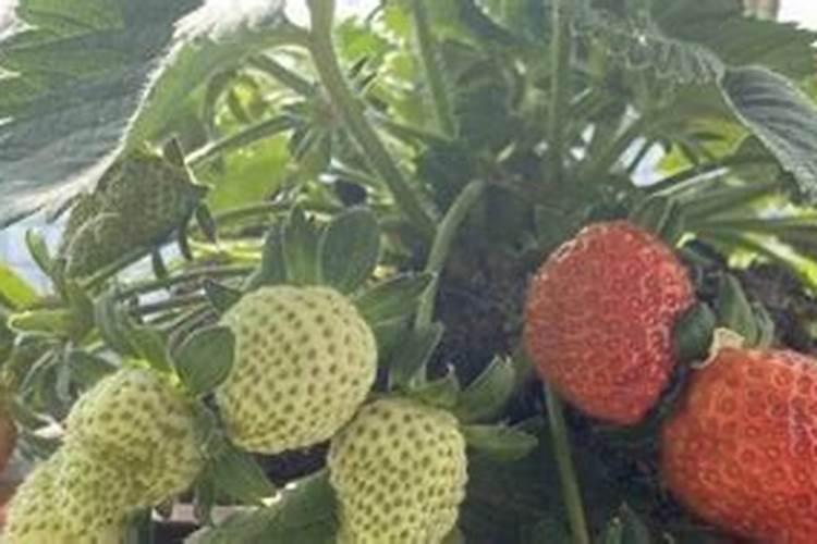 冬季草莓如何施肥才能高产