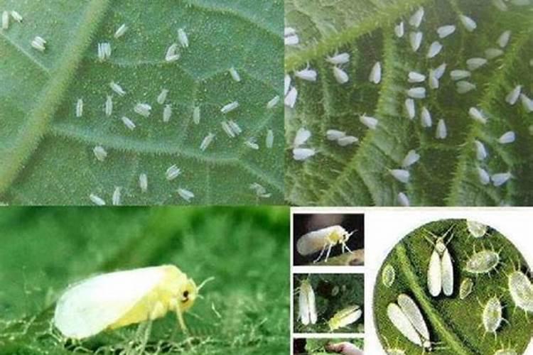 白粉虱怎么彻底消灭用什么药
