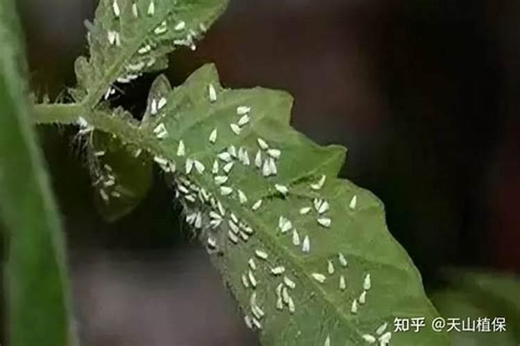 南方露地甜瓜白粉虱如何防治？