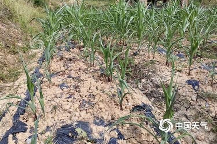 玉米叶尖枯叶发黄什么原因造成的？
