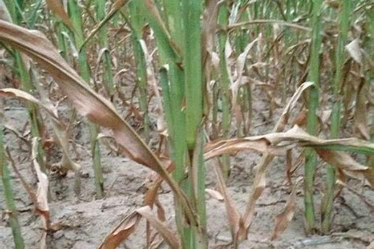 播种玉米出苗后,后期该做什么才能保证高产量？