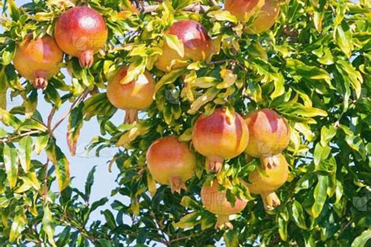 石榴树今年冬天树枝冻死了,树干还活着,应该怎么救活他的？