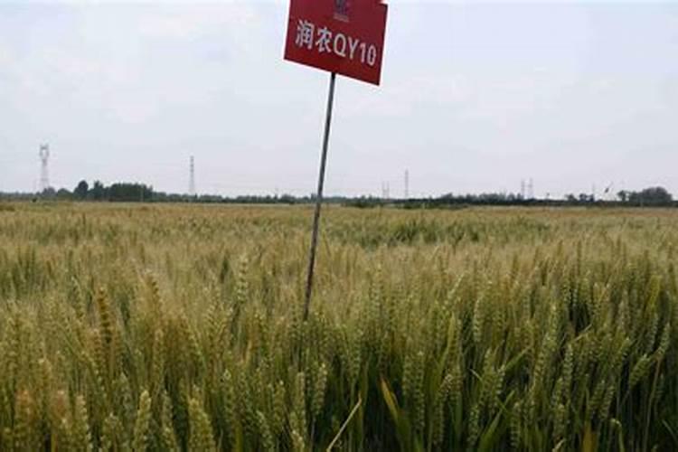 怎么对小麦施钙肥？