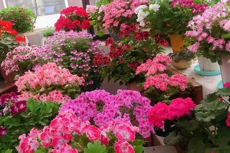 氮肥可以浇什么花