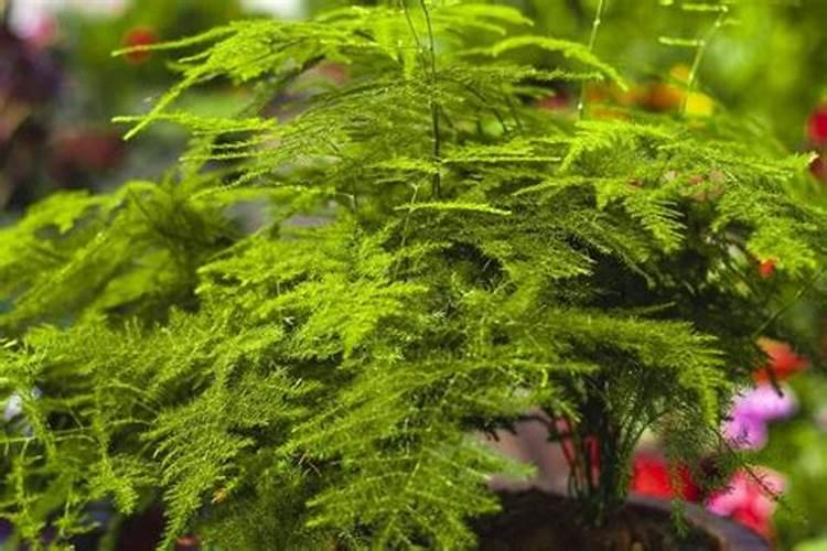 文竹施肥时间,怎样给文竹施肥