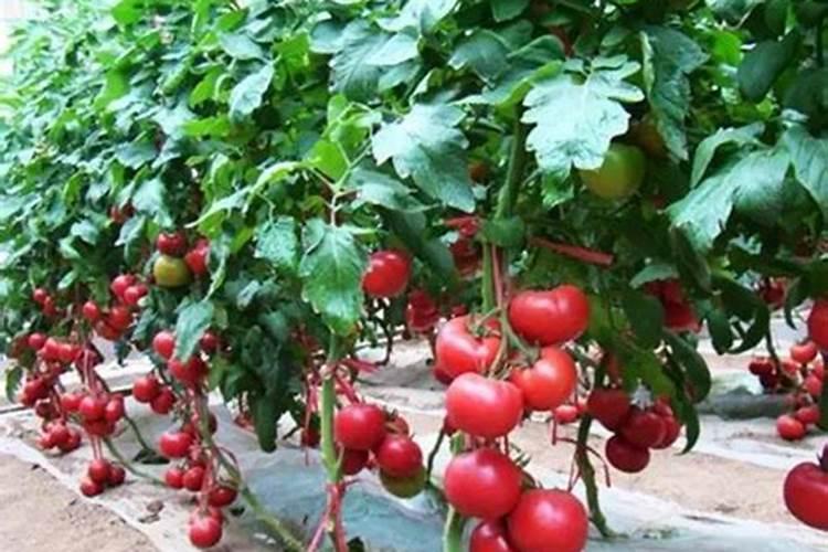 安阳全丰生物科技有限公司怎么样？