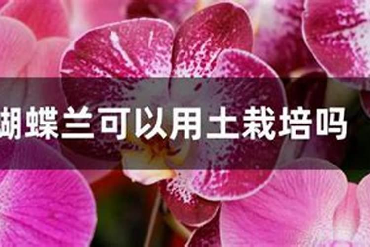 蝴蝶兰施什么肥？