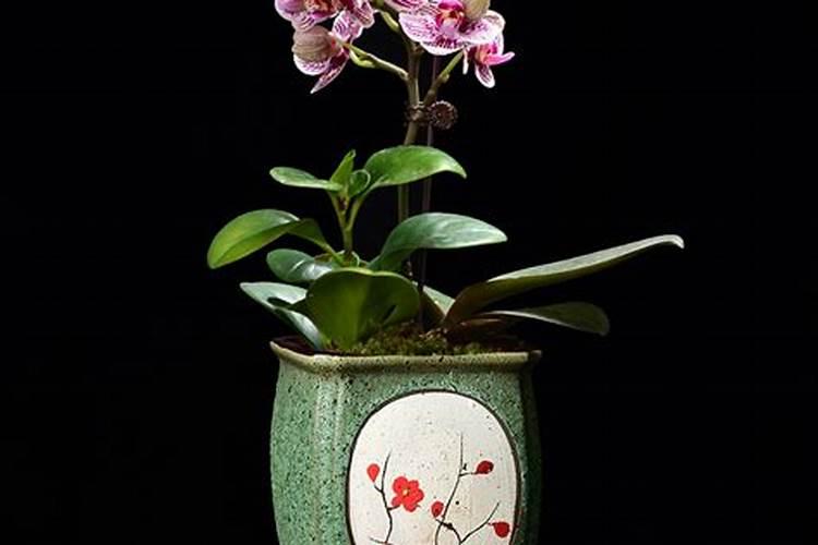 花肥的园艺肥料