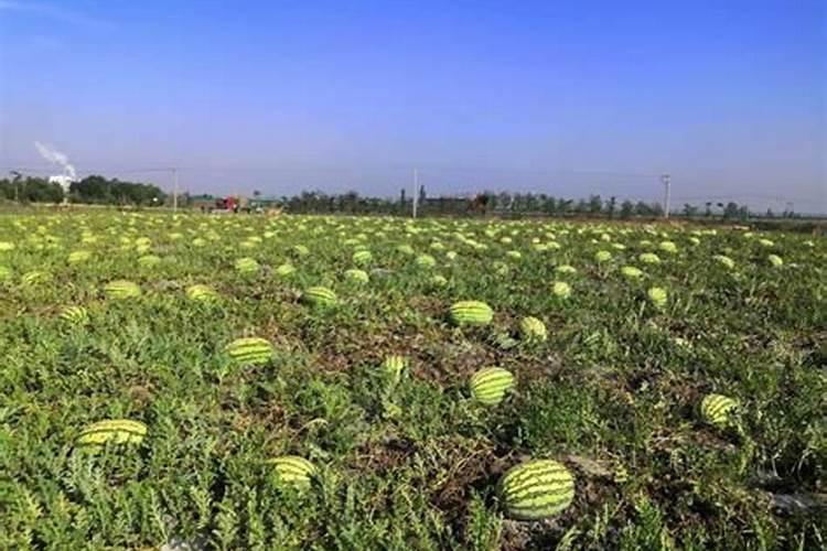 硒砂瓜种植十五天用什么肥料