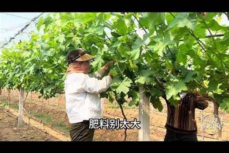 葡萄树如何施肥葡萄树的施肥方法
