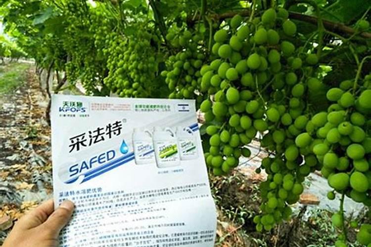 葡萄施肥用什么肥料好