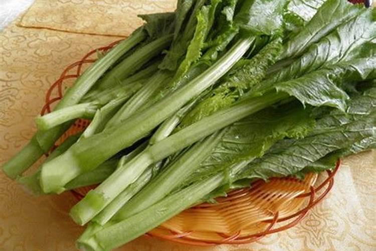 种芥菜的正确方法