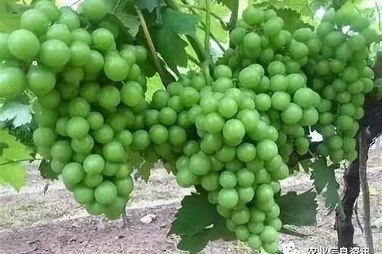 芸苔素对大蒜可以浸种吗？比例是多少？