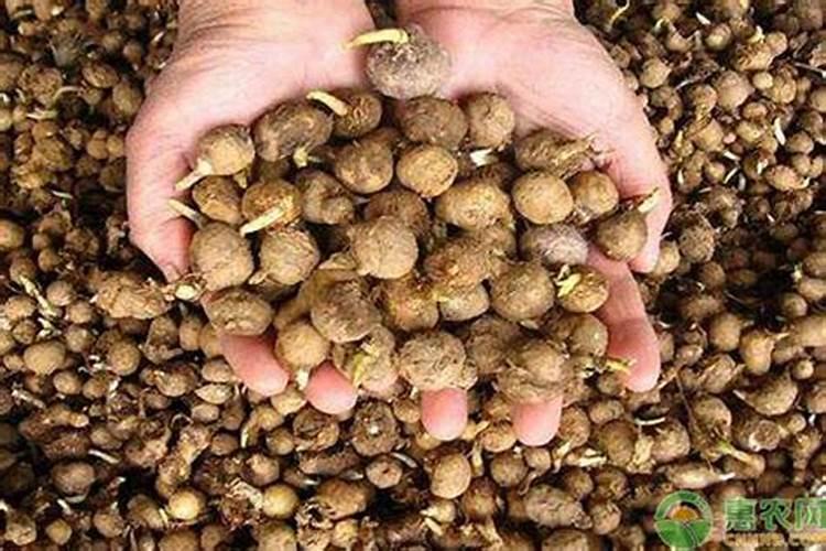 半夏一亩地产量