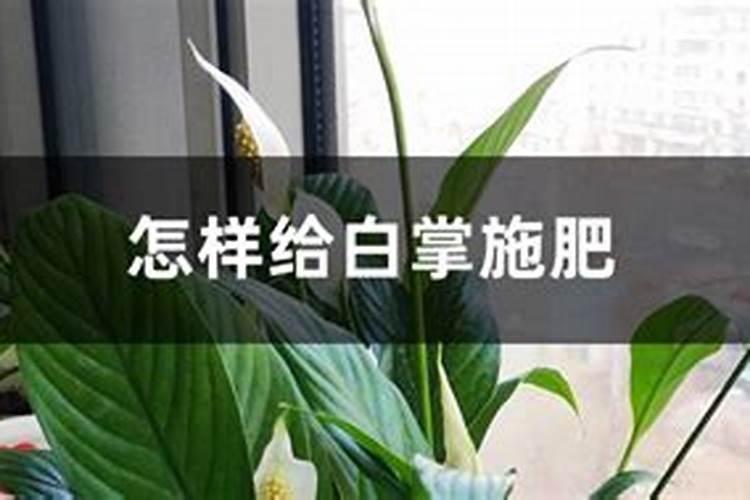 白掌施什么肥开花