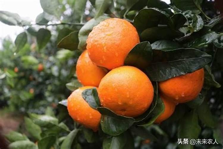 农村的高钾肥是什么肥料