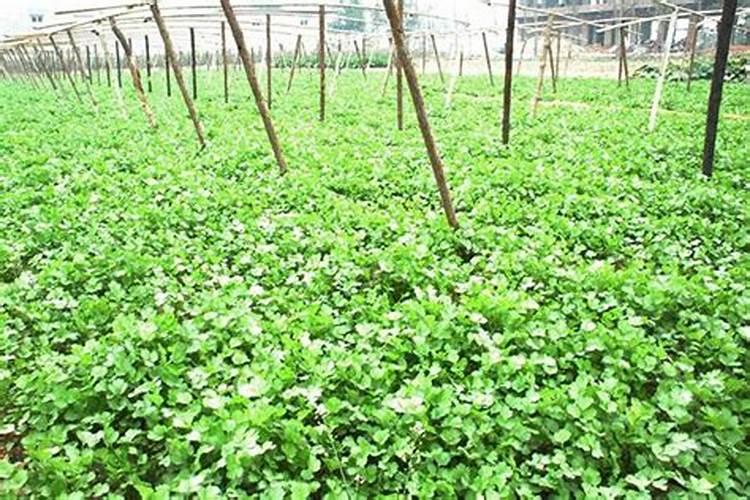 小麦高产水溶肥怎么用？合适的用量是多少