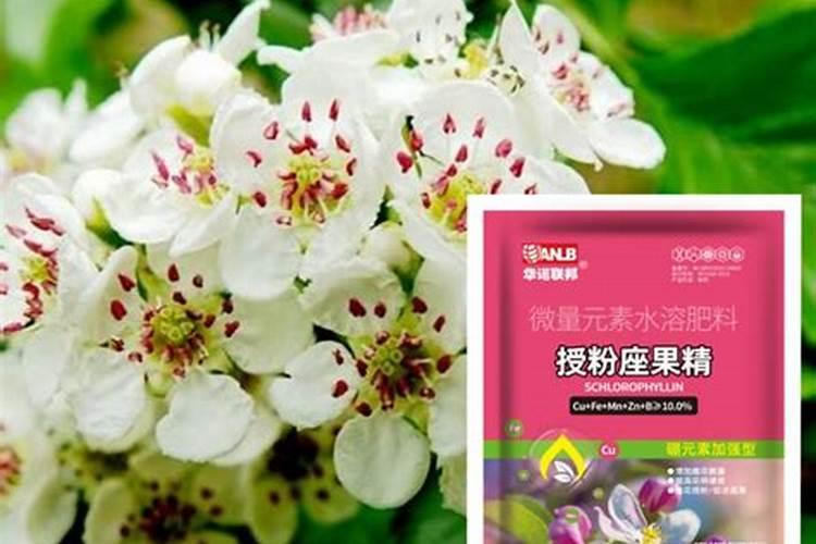 用磷酸二氢钾给米兰花催花需要注意些什么