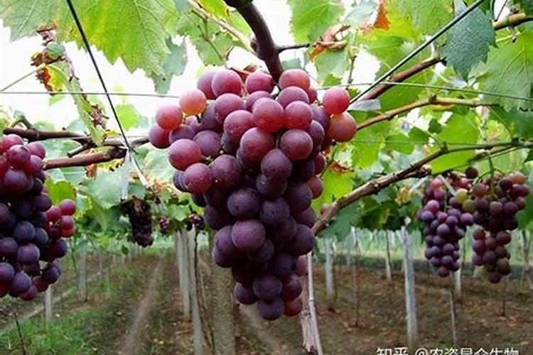 巨峰葡萄花后怎么施肥好 巨峰葡萄花后如何施肥好