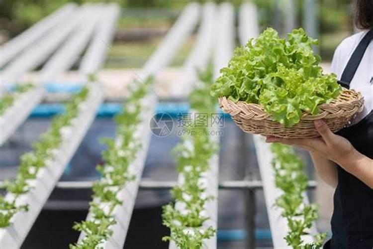 有机肥加水可以当做肥料用吗