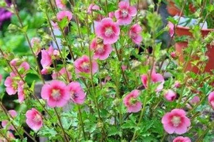 木槿花夏天怎么养护？