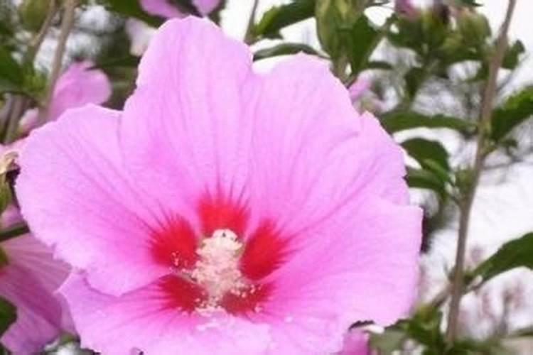 小木槿怎么施肥,小木槿的施肥养护技巧