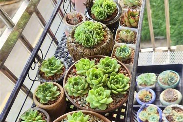 控释肥多肉怎样用