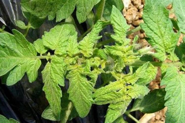 蔬菜叶面肥有哪些