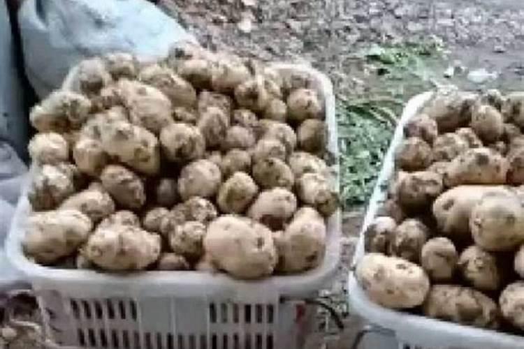 土豆膨果期用什么复合肥好？土豆膨大期是什么时候？