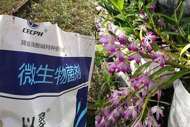 铁皮石斛在木桩上怎么养？