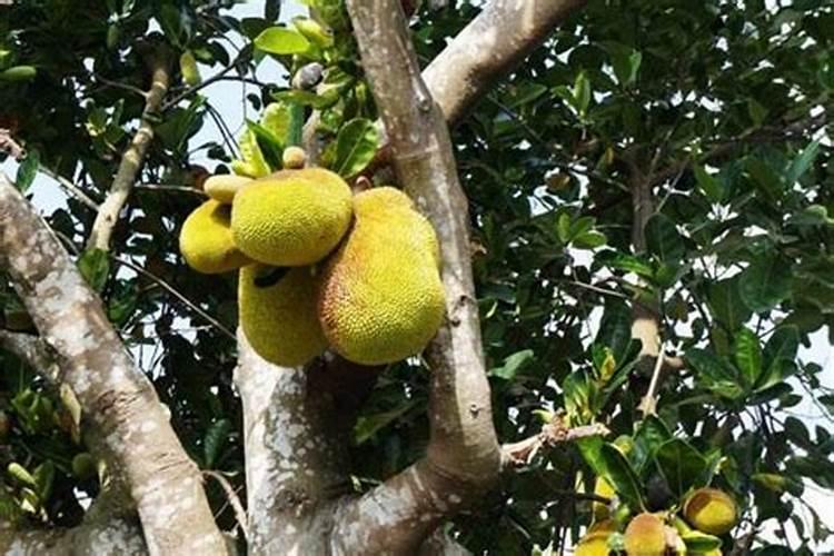 菠萝蜜树施肥方法和技术