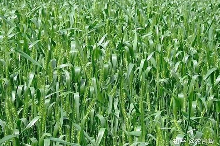 小麦三遍药什么时间打 最佳喷施时间
