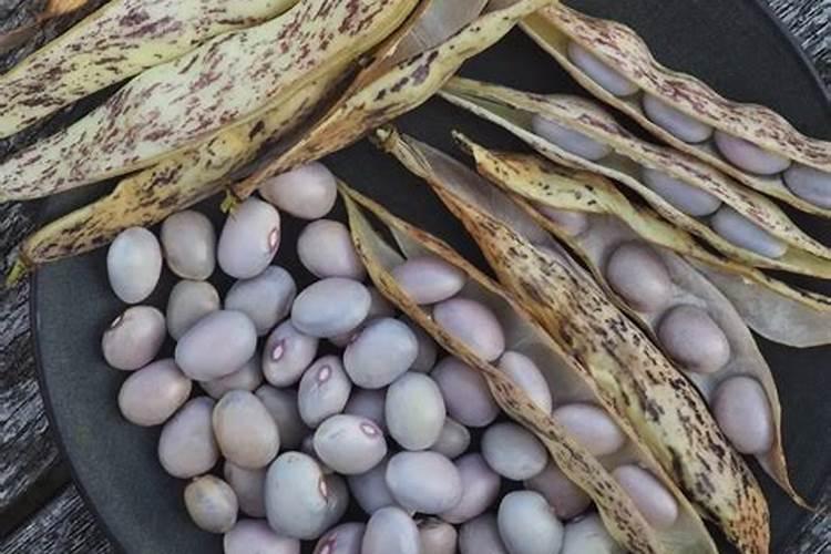 如何掌握菜豆的施肥技术？