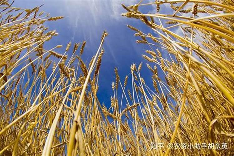 硼肥对植物有什么作用,怎么控制用量避免烧根？
