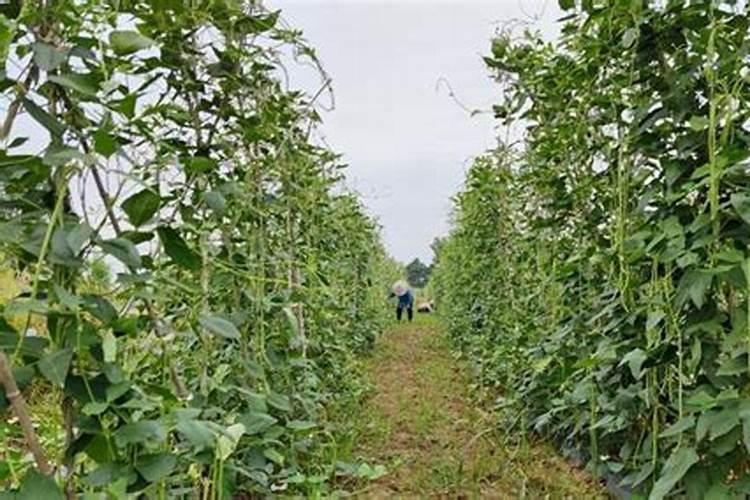 豇豆的种植方法