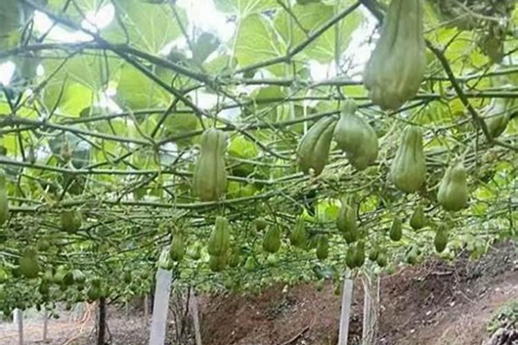 我种的佛手瓜为什么只开花不坐果呢？