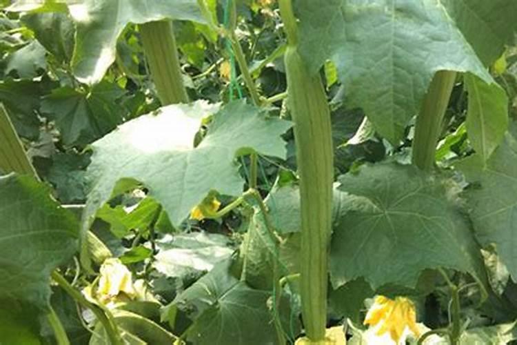 给丝瓜施肥,用人粪便,多了有害处吗？